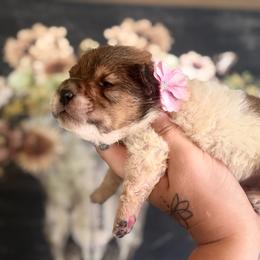 Bianca - Fawn sable female Chinese Shar-Pei puppy in Lehigh Acres, Florida from Florida Wrinkles
