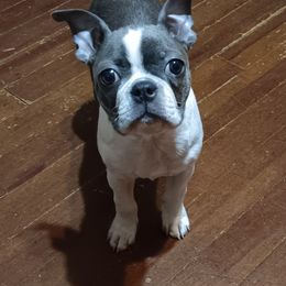 Dolly Mae - Boston Terrier