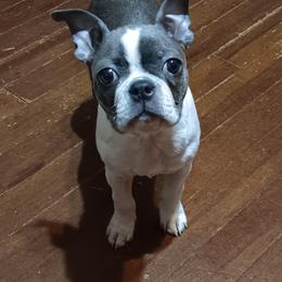 Dolly Mae - Boston Terrier