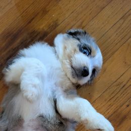 Holly - pink collar girl - Blue merle female Aussiedoodle puppy in Mc Minnville, Tennessee from WilderAcre