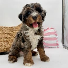 Reed (Red) - Merle male Bernedoodle puppy in Highland, Utah from Angel Pups Deluxe