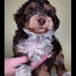 Binx - Tri-color male Bernedoodle puppy in Decatur, Tennessee from Diamond's Doodles