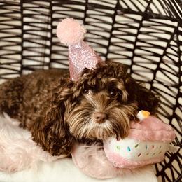 Tootsie - Cockapoo