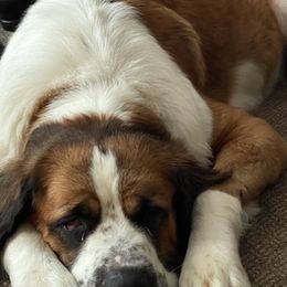 Saint Bernards from DuWayne's Saint Bernards