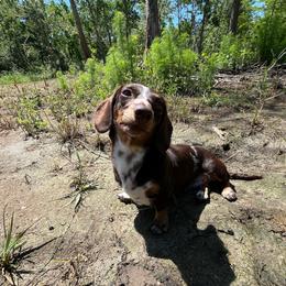 Taddy - Dachshund