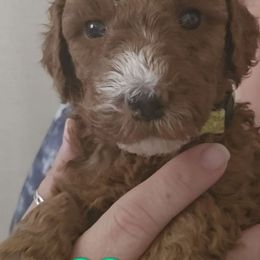 Light Green Collar Girl - Red  female Goldendoodle puppy in Robstown, Texas from Sagebrush Labradors and Doodles