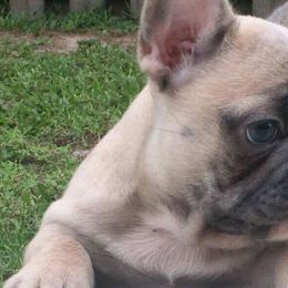 French Bulldogs from Hello Frenchies