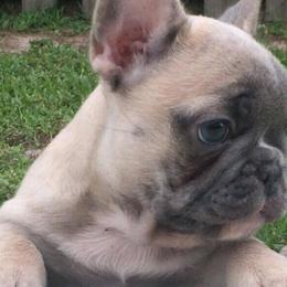 French Bulldogs from Hello Frenchies