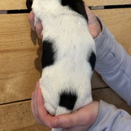 Boy 1 - Black brown and white male Basset Hound puppy in Lindley, New York from Hill Top Basset Hounds & Cane Corso