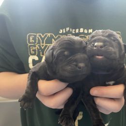 Girl 1 - Brindle Mastiff puppy in South Dakota from Clearbrook Mastiffs