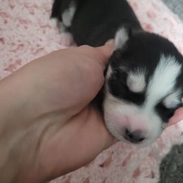 Girl 4 - Black and white Siberian Husky puppy in League City, Texas from Snow Dogs of League City