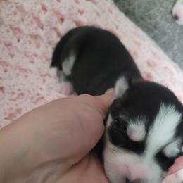 Girl 4 - Black and white Siberian Husky puppy in League City, Texas from Snow Dogs of League City
