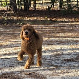 Orange Collar - Red  male Poodle puppy in Vass, North Carolina from Dakliff Standard Poodles