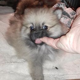 Pomeranians from Bennett River Pups