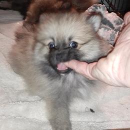 Pomeranians from Bennett River Pups