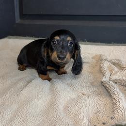 Blair - Black and tan female Dachshund puppy in Mountain Grove, Missouri from Happy Hounds