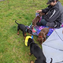 Doberman Pinscher puppies from Beverwijck Dobermans