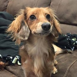 Dachshunds from Loving Mini Dachshunds