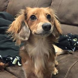 Dachshunds from Loving Mini Dachshunds
