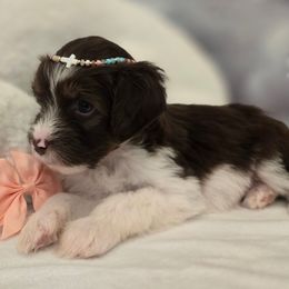 Marilyn - Brown female Double Doodle puppy in Prescott Valley, Arizona from Ramirez Family Doodles