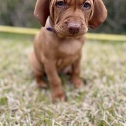Girl 1 - Rust golden female Vizsla puppy in Gulf Breeze, Florida from April's Vizslas