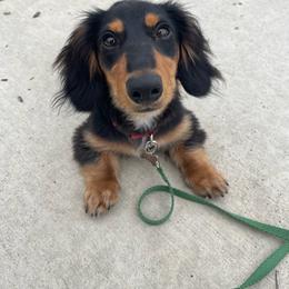 Dash - Dachshund