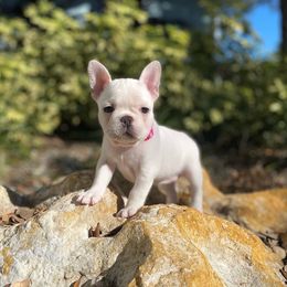 French Bulldog Puppies from Creekside