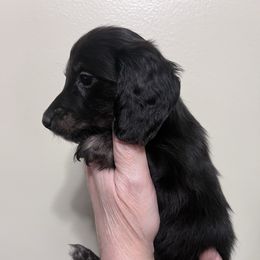 Girl 3 - Black and tan female Dachshund puppy in Gouverneur, New York from Dack Dachshunds