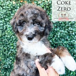 Coke Zero - Blue merle male Aussiedoodle puppy in Corydon, Indiana from Ridgeline Doodles