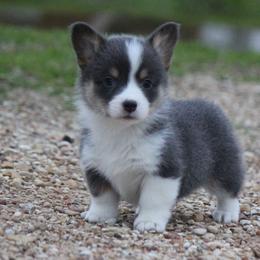 American Corgi, French Bulldog, and Pembroke Welsh Corgi Puppies from Moonstone Corgis & Frenchies