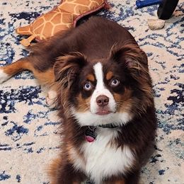 Aussiedoodle, Miniature Australian Shepherd, and Toy Australian Shepherd All Grown Up from Cotton Country Kennels