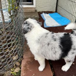 Miniature Australian Shepherd Puppies from Amberwood DD Aussies