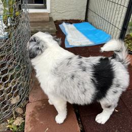 Miniature Australian Shepherd Puppies from Amberwood DD Aussies