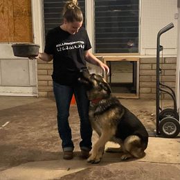 German Shepherd All Grown Up from Freiheit Von Himmel  Shepherds