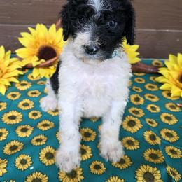 Teal collar - Parti female Poodle puppy in Spring Branch, Texas from Bear Hills kennel