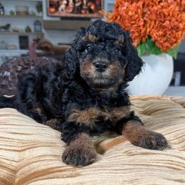 White Collar - Black and tan female Cavapoo puppy in Indiahoma, Oklahoma from Farm Fresh Doodles