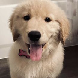 Golden Retriever Puppies from Golden Paws Family