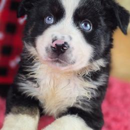 OB-1 - Black tri male Miniature Australian Shepherd puppy in Citra, Florida from Southpaw Herders LLC