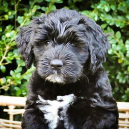 Bernedoodle and Double Doodle Puppies from Cloud Nine Doodles