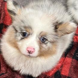 Bentley - Brindle merle and white male American Corgi puppy in Hico, Texas from Chisholm Trail Kennels