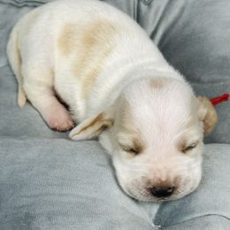 Basset Hound Puppies from Blessed Bassets