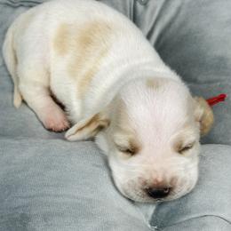 Basset Hound Puppies from Blessed Bassets