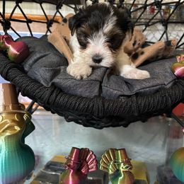 White an  Gold - Parti male Yorkshire Terrier puppy in Cocoa, Florida from SummerTime AKC Yorkies