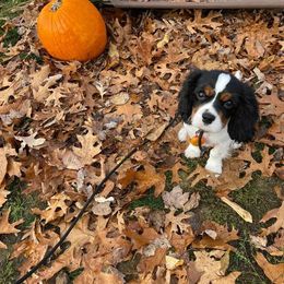 Cavalier King Charles Spaniel Puppies from Faithful Friends Cavaliers