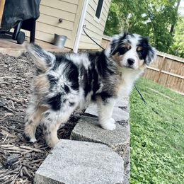 Australian Shepherd and Miniature Australian Shepherd Puppies from Integrity Aussies Tx