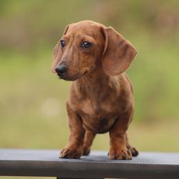 Moose - Brindle male Dachshund puppy in Okeechobee, Florida from Far Far Away Dachshunds
