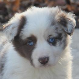 Border Collie, English Setter, and Miniature American Shepherd Puppies from First Harmony Farms