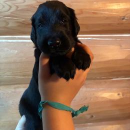 Jackie - Black female Flat-Coated Retriever puppy in Park Rapids, Minnesota from Catori
