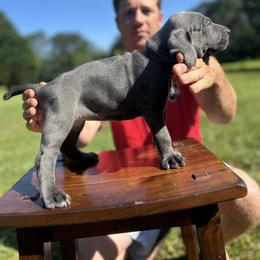 Weimaraner Puppies from Georgia Line Weimaraners