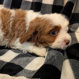 Boy 6 - male Cavapoo puppy in Sisters, Oregon from Saunders Hideaway Homestead